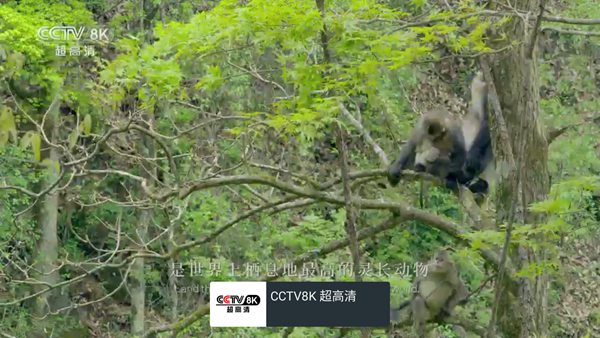我的电视TV版(My-TV)